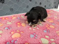 Beatrice, a female Chihuahua for sale in Marion, VA – 5 of 5