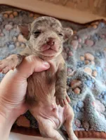 Levi, a male Chihuahua for sale in Marion, VA – 3 of 3