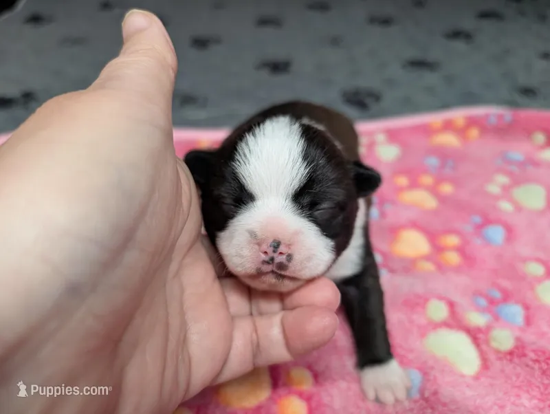 Cody – Chihuahua puppy for sale in Marion, VA