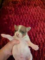 Damon, a male Chihuahua for sale in Marion, VA – 2 of 4