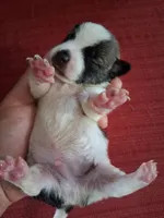 Manuela, a female Chihuahua for sale in Marion, VA – 3 of 3