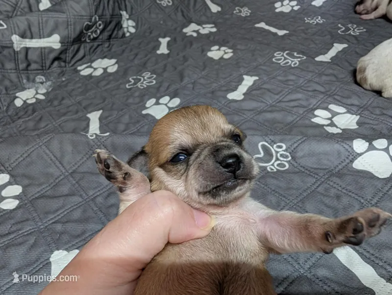 Arrow – Chihuahua puppy for sale in Marion, VA