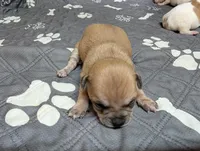 Arrow, a male Chihuahua for sale in Marion, VA – 6 of 8