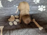 Arrow, a male Chihuahua for sale in Marion, VA – 5 of 8