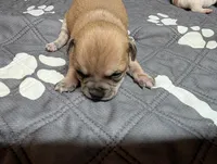 Arrow, a male Chihuahua for sale in Marion, VA – 7 of 8
