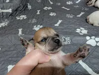 Arrow, a male Chihuahua for sale in Marion, VA – 8 of 8