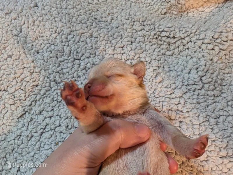 Vance, a male Chihuahua for sale in Marion, VA – Photo 1 of 1