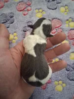 Uri, a male Chihuahua for sale in Marion, VA – Photo 3 of 3