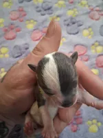 Uri, a male Chihuahua for sale in Marion, VA – Photo 1 of 3