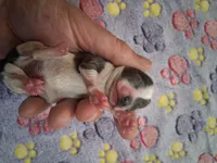 Uri, a male Chihuahua for sale in Marion, VA – Photo 2 of 3