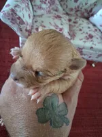 Mason, a male Chihuahua for sale in Marion, VA – 5 of 6