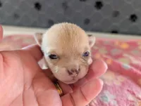 Franklin, a male Chihuahua for sale in Marion, VA – 2 of 8