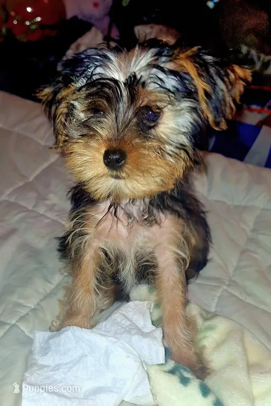 Boscoe – Yorkshire Terrier puppy for sale in Marion, VA