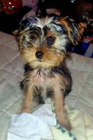 Boscoe, a male Yorkshire Terrier for sale in Marion, VA – 1 of 2