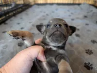 Yash , a male Chihuahua for sale in Marion, VA – Photo 3 of 4