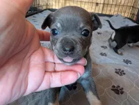 Yash , a male Chihuahua for sale in Marion, VA – Photo 2 of 4