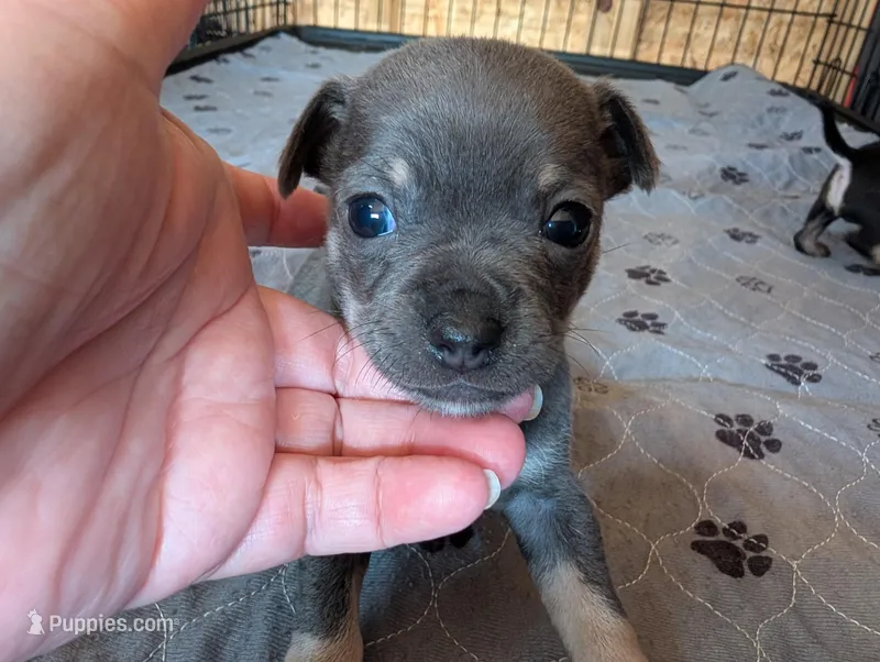Yash  – Chihuahua puppy for sale in Marion, VA