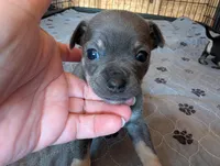 Yash , a male Chihuahua for sale in Marion, VA – Photo 1 of 4