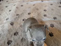 Yash , a male Chihuahua for sale in Marion, VA – Photo 4 of 4