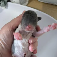 Tucker, a male Chihuahua for sale in Marion, VA – Photo 3 of 3