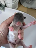 Tucker, a male Chihuahua for sale in Marion, VA – Photo 3 of 3