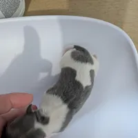 Tucker, a male Chihuahua for sale in Marion, VA – Photo 2 of 3