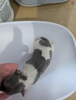 Tucker, a male Chihuahua for sale in Marion, VA – Photo 2 of 3