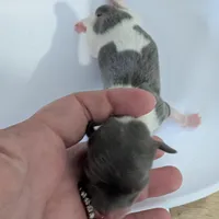 Tucker, a male Chihuahua for sale in Marion, VA – Photo 1 of 3