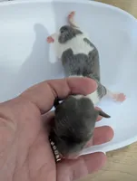 Tucker, a male Chihuahua for sale in Marion, VA – Photo 1 of 3