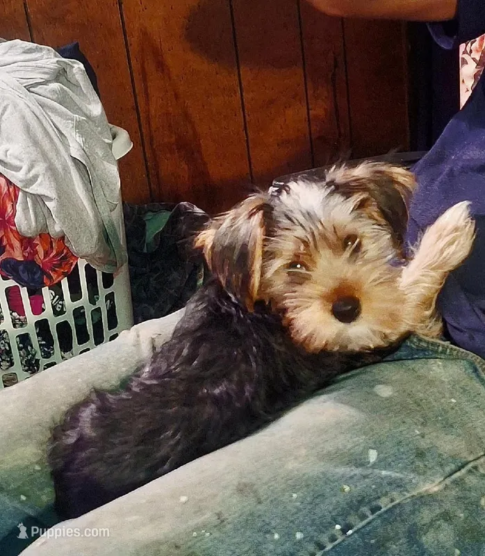 Bruno – Yorkshire Terrier puppy for sale in Marion, VA
