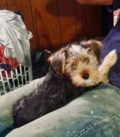 Bruno, a male Yorkshire Terrier for sale in Marion, VA – 1 of 2