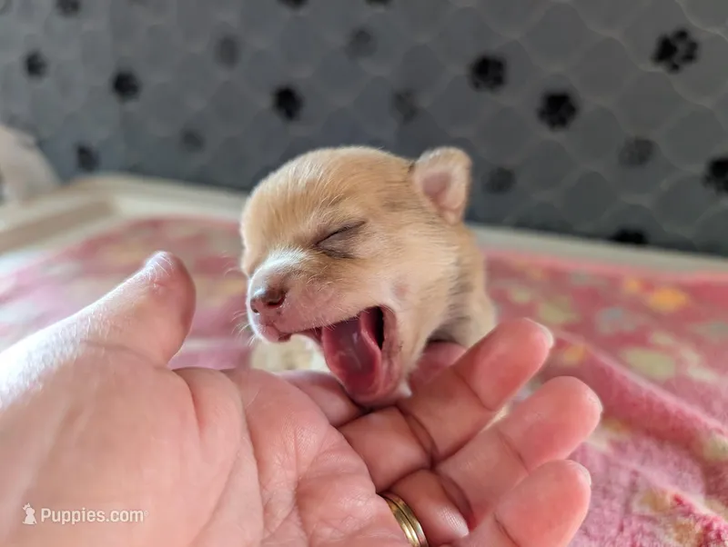 Franklin – Chihuahua puppy for sale in Marion, VA