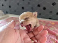 Franklin, a male Chihuahua for sale in Marion, VA – 1 of 8