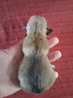 Maple, a male Chihuahua for sale in Marion, VA – 3 of 4
