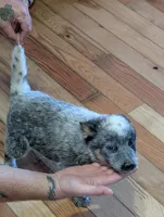 Even Steven, a male Australian Cattle Dog for sale in Marion, VA – Photo 2 of 3