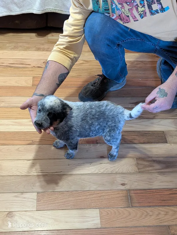 Even Steven, a male Australian Cattle Dog for sale in Marion, VA – Photo 1 of 3