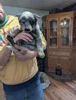 Even Steven, a male Australian Cattle Dog for sale in Marion, VA – Photo 3 of 3