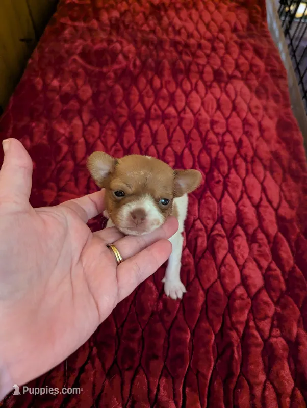 Davi – Chihuahua puppy for sale in Marion, VA