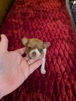 Davi, a male Chihuahua for sale in Marion, VA – 1 of 4