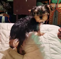 Boscoe, a male Yorkshire Terrier for sale in Marion, VA – 2 of 2