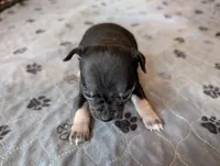 Yvette , a female Chihuahua for sale in Marion, VA – Photo 2 of 3