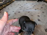 Yvette , a female Chihuahua for sale in Marion, VA – Photo 3 of 3