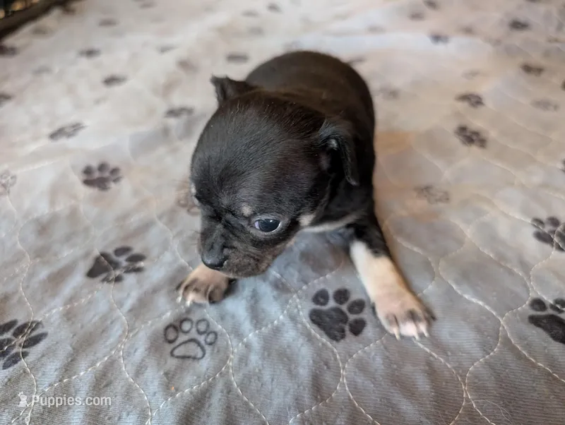Yvette  – Chihuahua puppy for sale in Marion, VA