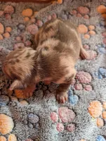 Levi, a male Chihuahua for sale in Marion, VA – 2 of 3