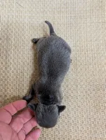 Aaron, a male Chihuahua for sale in Marion, VA – Photo 3 of 3