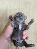 Aaron, a male Chihuahua for sale in Marion, VA – Photo 1 of 3