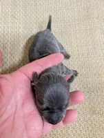 Aaron, a male Chihuahua for sale in Marion, VA – Photo 2 of 3