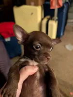 Coco, a male Chihuahua for sale in Marion, VA – Photo 3 of 3