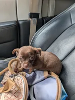 Coco, a male Chihuahua for sale in Marion, VA – Photo 2 of 3