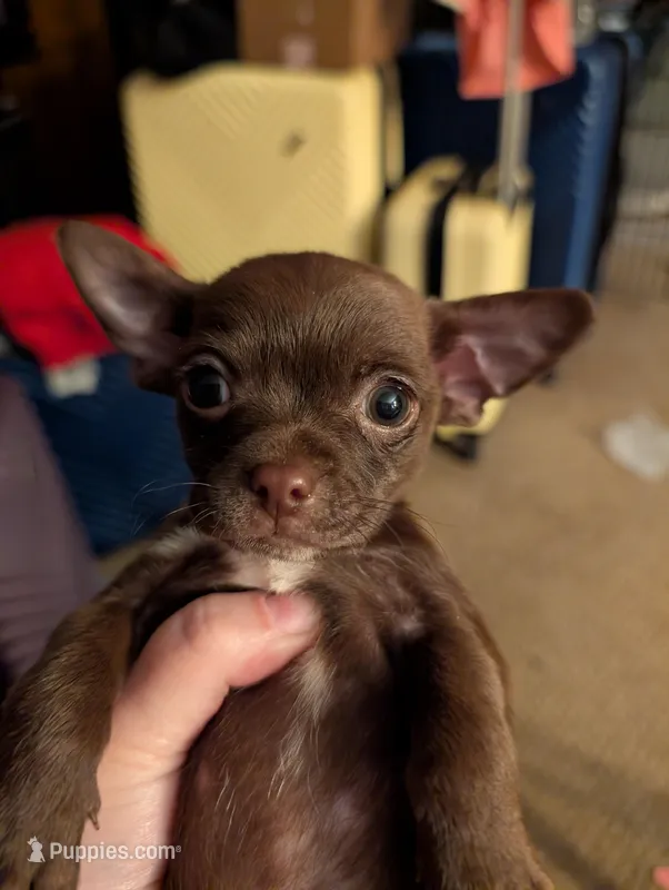 Coco, a male Chihuahua for sale in Marion, VA – Photo 1 of 3